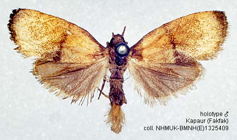 Papua Insects Foundation (Lepidoptera/Erebidae(Arctiinae)/Lambula ...